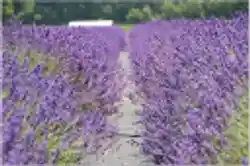 15% Saving With Lavender By The Bay Promo